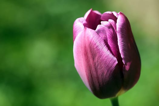 Garden tulip
