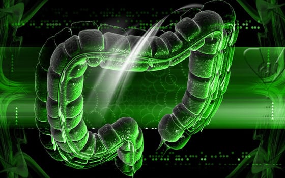 Digital illustration of large intestine in colour background