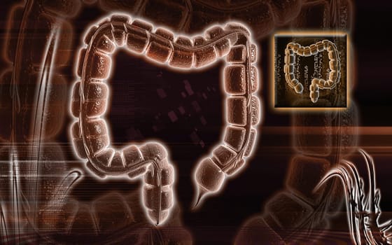 Digital illustration of large intestine in colour background