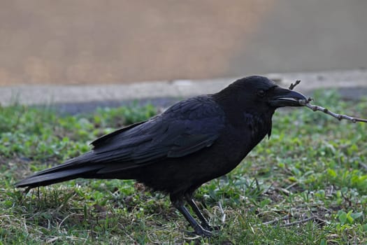 Crow (Corvus corone) with a twig in its beak