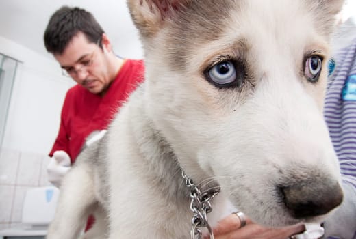 Husky puppy at vet