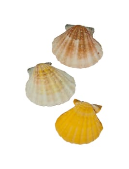 Three Shells
