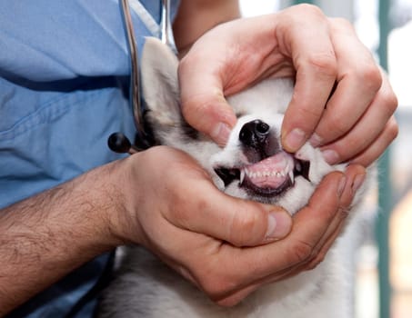 Husky puppy at vet
