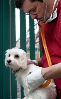 Vet examining a cute bichon maltese dog