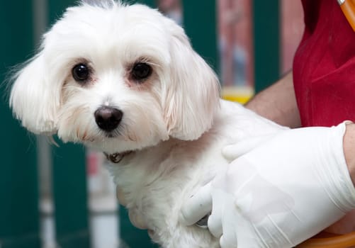 Vet examining a cute bichon maltese dog