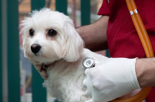 Vet examining a cute bichon maltese dog