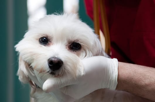 Vet examining a cute bichon maltese dog