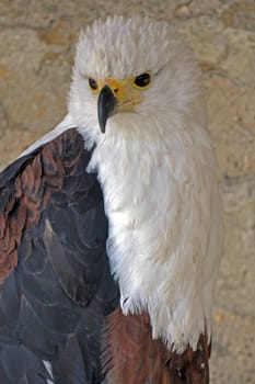 Royal Eagle