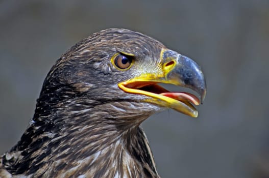 Eagle bird