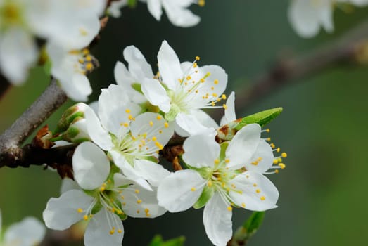 apple blossom