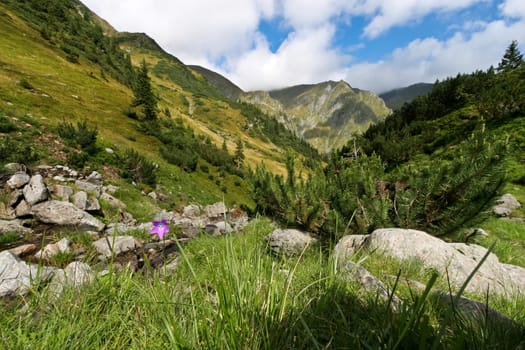 a single flower in a mountain valley