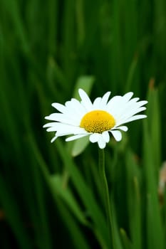 A Bright white and yellow daisy