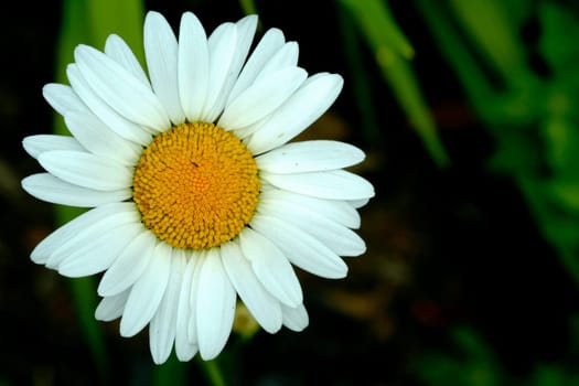 A Bright white and yellow daisy