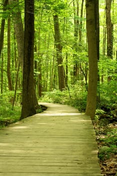 A Wooden bridge in the woods