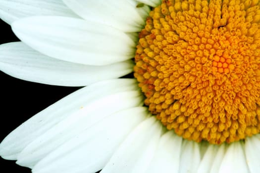 A Bright white and yellow daisy