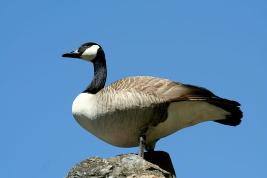A Canadian goose against blue sky