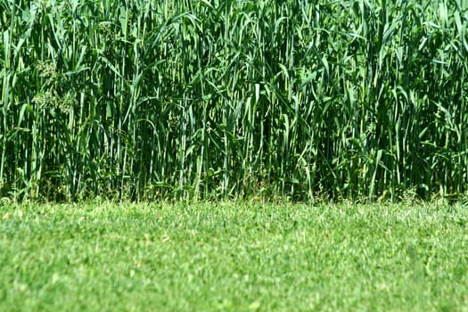Freash hay growing in a field