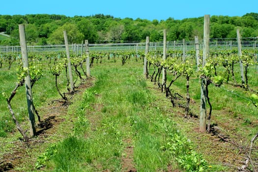A Grape vineyard in springtime