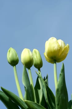 Some Spring tulips with blue sky