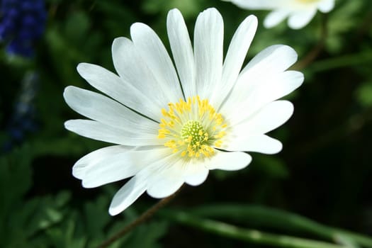 A white flower on green background