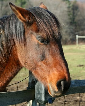 A close up of a horses head