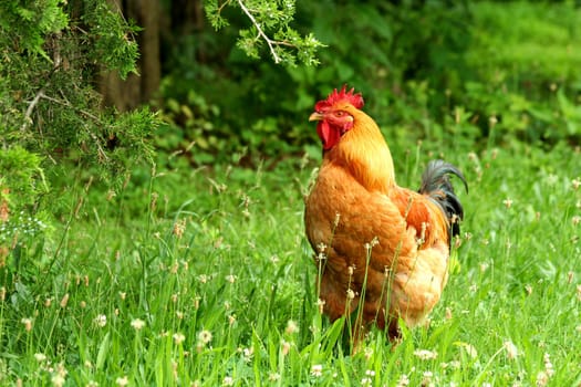 A rhode island red rooster