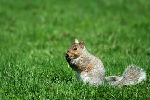 A grey squirrel eating on grass