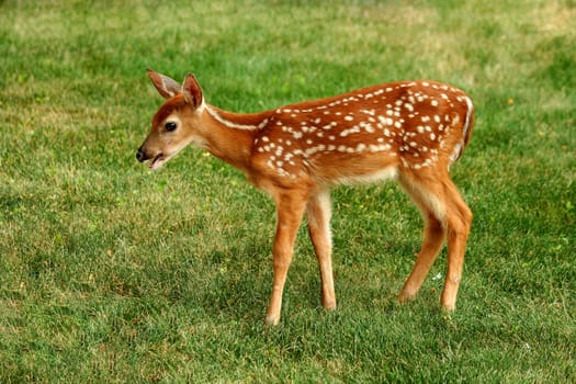 A Young fawn and human hand