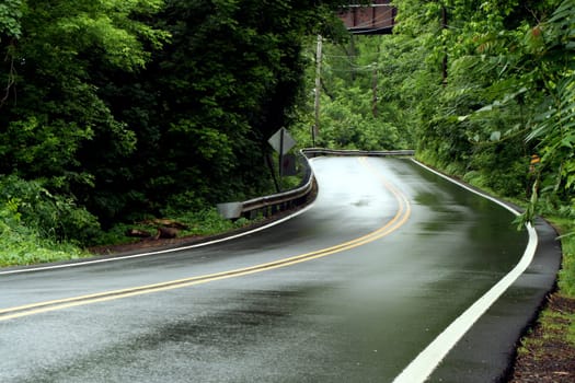 A tree lined Curvey rural road