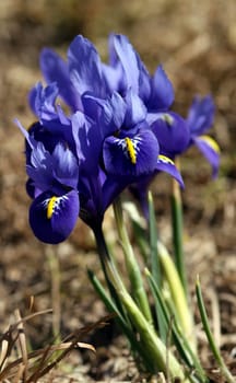 Iris reticulata [Iridodictyum reticulatum]