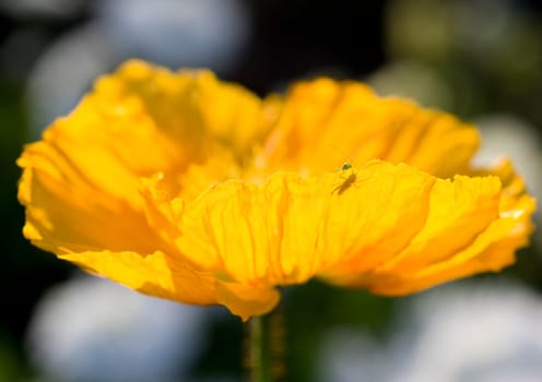 Poppy / Grasshopper