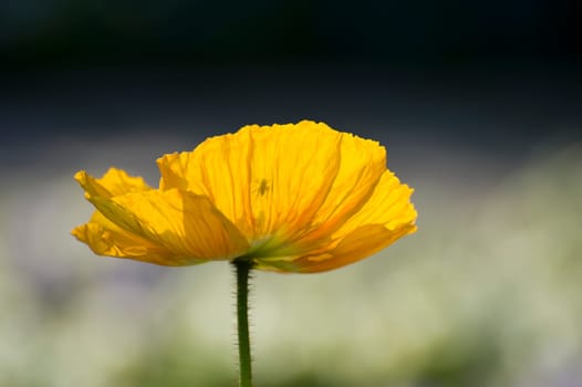 yellow poppy / grasshopper