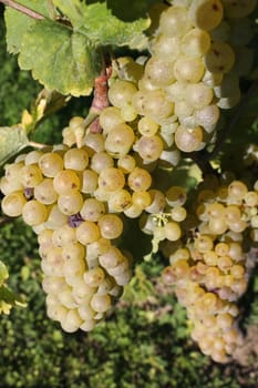 Sunny green grape surrounded by green leaves in a vineyard by summer