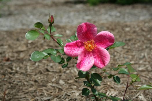 an image of a colored rose with bud