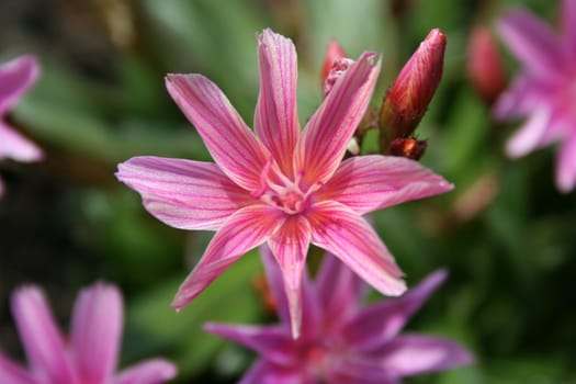 an image of a Pink colored flower