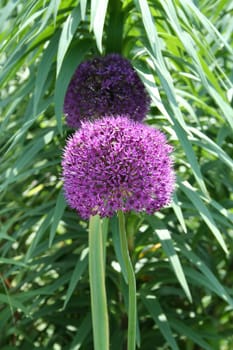 an image of a purple flower in a garden