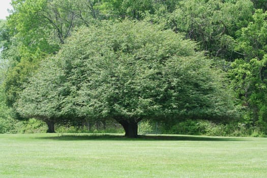 an image of a rounded tree