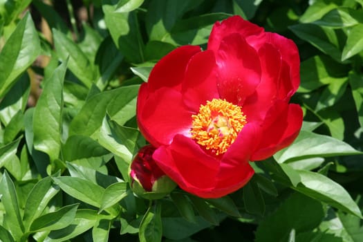 an image of a Red peony flower bud