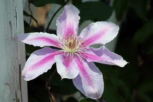 an image of a Purple and white flower