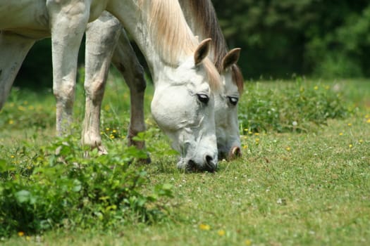 an image of two white horses