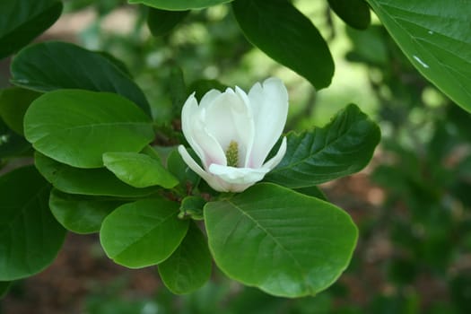 an image of a white flower on a bush.