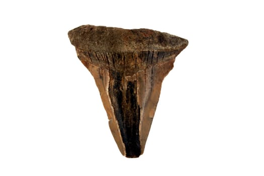an image of a fossilized shark tooth
