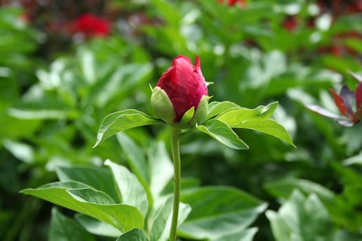 an image of a Red peony flower bud