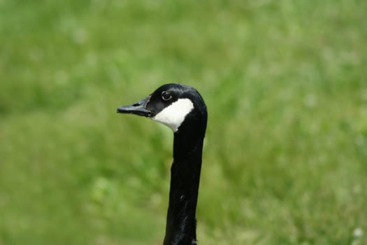 an image of a Canadian Goose