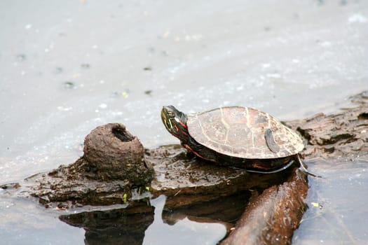 an image of a Painter Turtle on a log