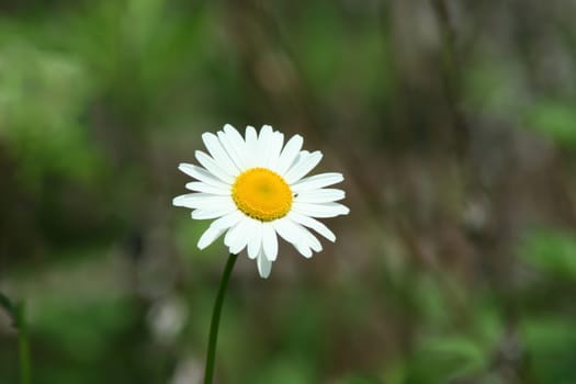 an image of a bunch of Daisy with bug