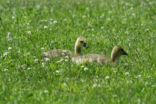 an image of two Young gossling