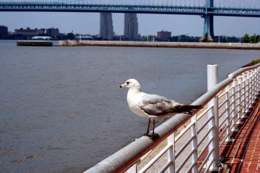 an image of a Seagull on a railing