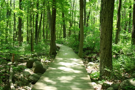 an iamge of a Bridge in woods