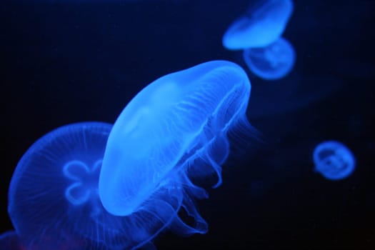 an image of some Jellyfish